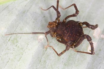 Media type: image;   Invertebrate Zoology 140068